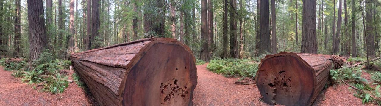 Glamping In The Redwoods With A Hot Tub! Hotel Garberville Ngoại thất bức ảnh